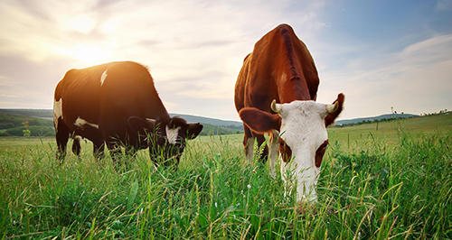 Cows grazing in field